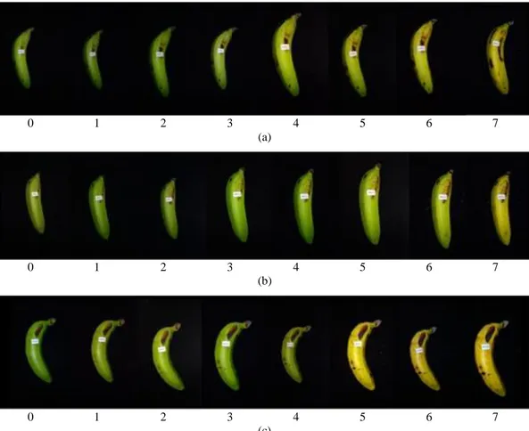 Gambar 4. Warna kulit buah pisang ambon putih selama pemeraman pada (a) sampel yang diperam tanpa daun, (b)  sampel yang diperam dengan daun sengon, dan (c) daun gamal.