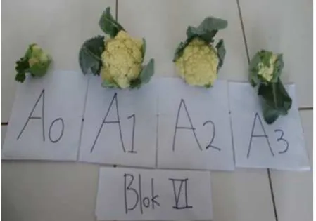 Figure. 4. Caulilower crop results 