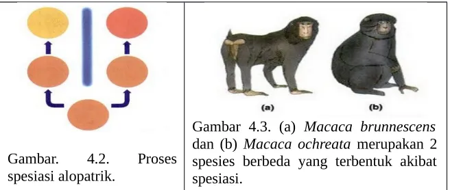 Gambar 4.3. (a)  Macaca brunnescens