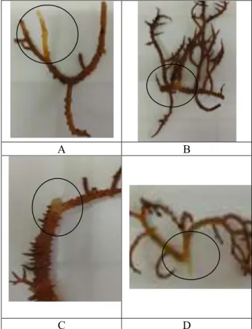 Gambar 1.  Gejala Rumput Laut E. spinosum yang  terinfeksi (Sumber: Data Penelitian Tahun 2021)  Hasil  isolasi  bakteri  dari  rumput  laut  E