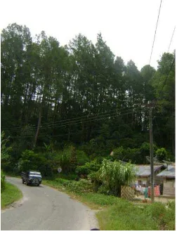 Gambar 1. Kondisi umum hutan Pinus Desa Sibaganding 