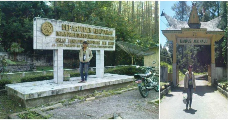 Gambar 2. Gapura Aek Nauli cabang Departemen Kehutanan yang berwenang mengelola hutan pinus di Desa Sibaganding 