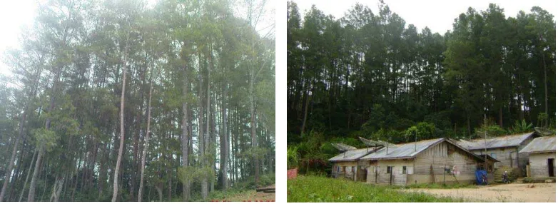 Gambar 3. Tegakan Pinus dan rumah penduduk sekitar hutan 