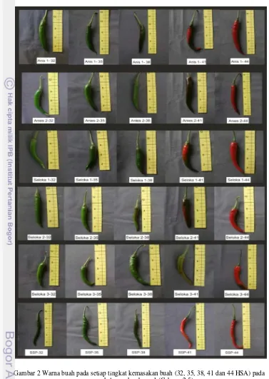 Gambar 2 Warna buah pada setiap tingkat kemasakan buah (32, 35, 38, 41 dan 44 HSA) pada 