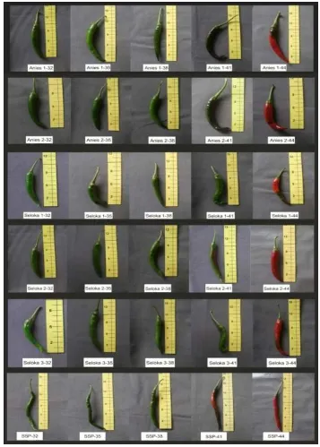 Gambar 3 Warna buah pada setiap tingkat kemasakan buah (32, 35, 38, 41 dan 44 HSA) pada kelompok cabang 2 (cabang 6-7) 