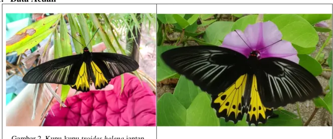 Gambar 4. Kupu-kupu troides helena  (Sumber : 