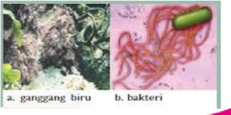 Gambar 2 bakteri 