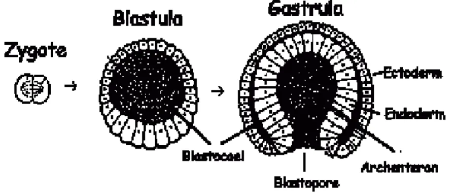 Gambar 2.1 Zigot - Blastula – Gastrula 