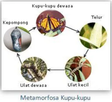 Gambar 2.4 Metamorfosa Kupu-kupu  