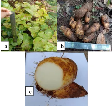 Gambar 2.1 Habitus dan Karakter Morfologi Umbi  Gembili (Dioscorea esculenta L.) a) Daun b) Bentuk 