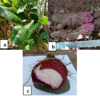 Gambar 2.3 Habitus dan Karekter  Morfologi Umbi Uwi (Dioscorea alata L.) a)  Daun b) Bentuk Umbi c) Warna daging umbi 