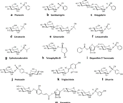 Gambar 2.4 Struktur Glikosida Sianogenik (Gleadow  dan Moler, 2014) 