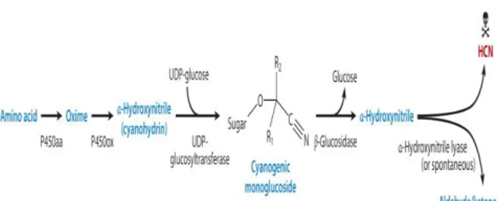 Gambar 2.5 Biosintesis dan Bioaktivasi Glikosida  Sianogenik (Gleadow dan Moller, 2014)