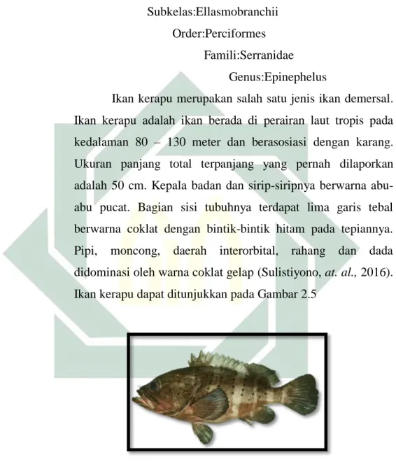 Gambar 2. 7 Ikan kerapu  (Sumber : Puspitasari, 2017) 