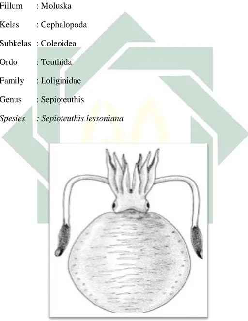 Gambar 2.1 Cumi-cumi Sirip Besar (Sepioteuthis lessoniana) ITIS.gov (2019) 