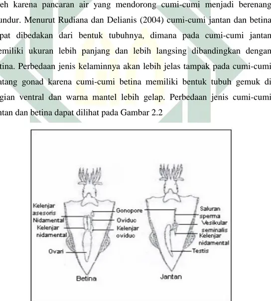Gambar 2.2 Perbedaan Organ Cumi-Cumi Jantan Dan Betina  (Sumber : Tallo, 2006) 