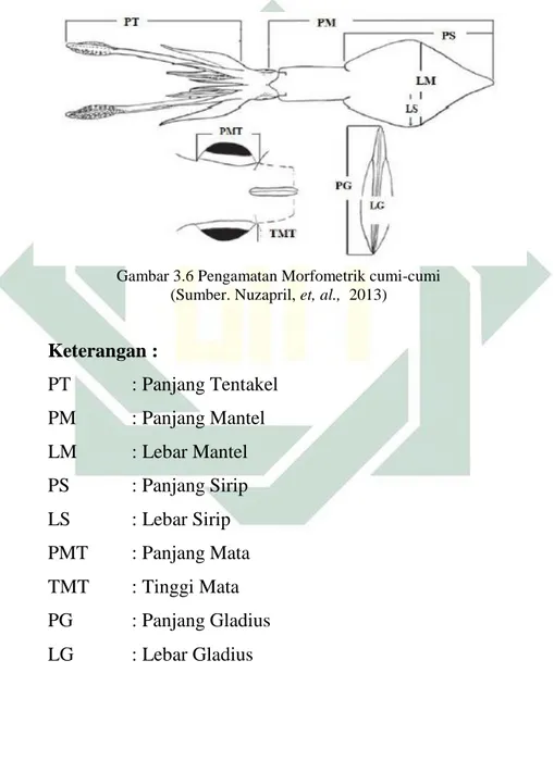 Gambar 3.6 Pengamatan Morfometrik cumi-cumi  (Sumber. Nuzapril, et, al.,  2013) 