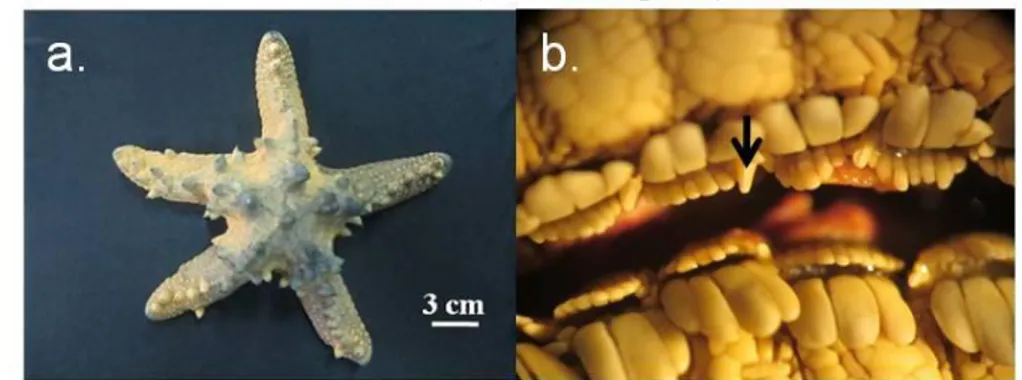 Gambar 8. Protoreaster nodosus: tampak dorsal (a); celah ambulacral (b); pedicellaria berbentuk pinset (tanda panah)