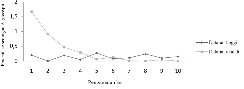 Gambar 3. Perbandingan persentse serangan nimfa dan imago A. gossypii pada tanaman cabai di dataran tinggi Kerinjing Pagar Alam dan dataran rendah Soak Palembang