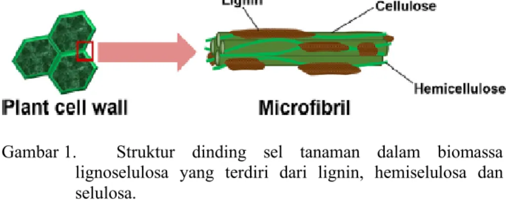 Gambar 1.  Struktur  dinding  sel  tanaman  dalam  biomassa  lignoselulosa  yang  terdiri  dari  lignin,  hemiselulosa  dan  selulosa