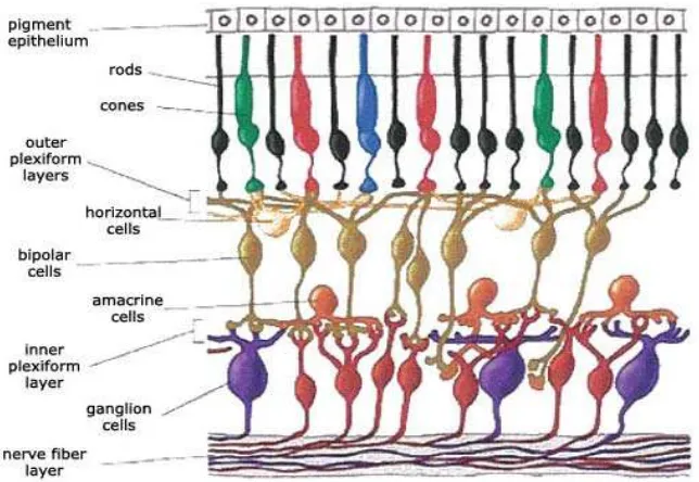 Gambar 2.7 neuron yang terdapat pada retina (sumber: Scientific Research Society.) 