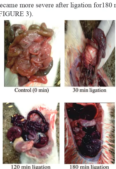 FIGURE 3.  Comparison between serum TNF-α and IL-10 levels in each mesenteric artery ligation