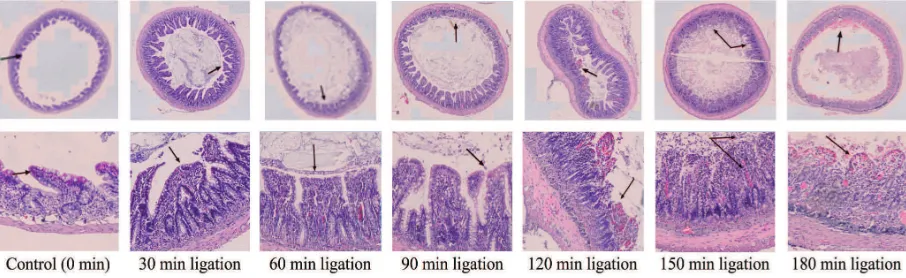 FIGURE 4. Cellular necrotic level of intestinal tissue of AMI rats model after HE staining with 400x magniication