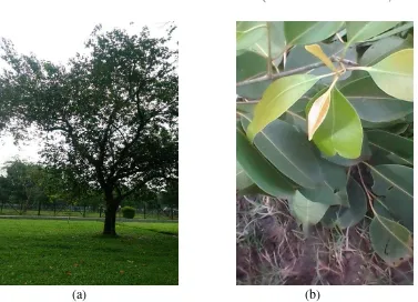 Gambar 2.1 (a) Pohon Jamblang (b) Daun Jamblang 