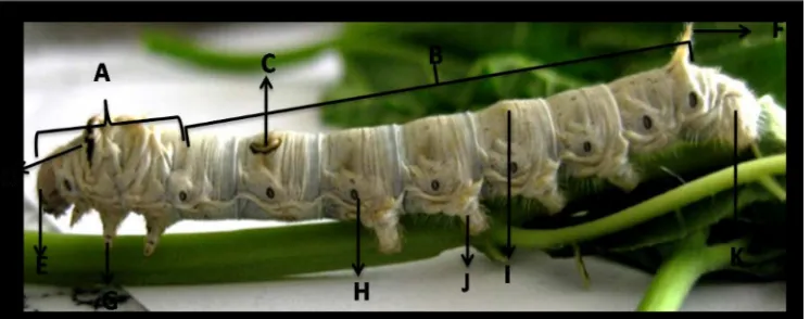 Gambar 2.1  Ulat sutera (Bombyx mori)  instar V; A. thorax, B. segmen abdomen   C. Crescent, D