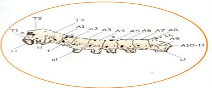 Gambar  2.3 Toraks dan abdomen ulat sutera (Omura 1980) 