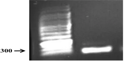 Gambar 4.1 Fragmen BmAct1 hasil PCR dengan menggunakan primer aktin universal untuk B