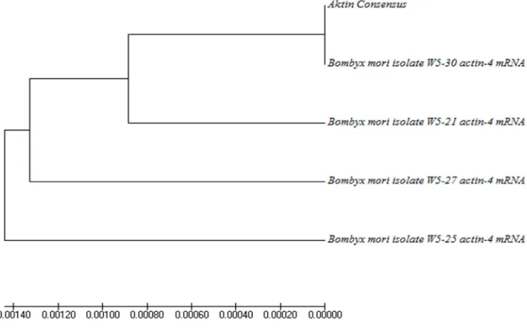 Gambar 4.2  Hubungan filogenetik antara aktin BmAct1 dengan Aktin B. moridari data gen bank 