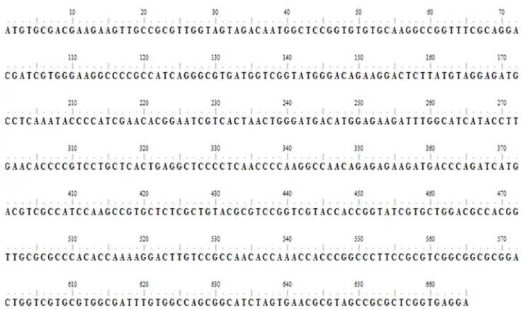 Gambar 4.3 Urutan nukleotida fragmen gen BmAct1 B. mori C301 