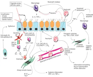Gambar  2.1 : Inflamasi akibat paparan asap rokok, partikel-partikel dan gas mengakibatkan aktivasi netrofil, sel epitel, sel dendritik, sel T, sel B, fibroblast dan sel otot polos saluran nafas sehingga mengeluarkan sitokin, kemokin dan protease