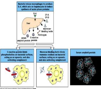 Gambar 2.4. Protein Fase Akut memproduksi molekul-molekul pathogen                         (Murphy, 2008)  