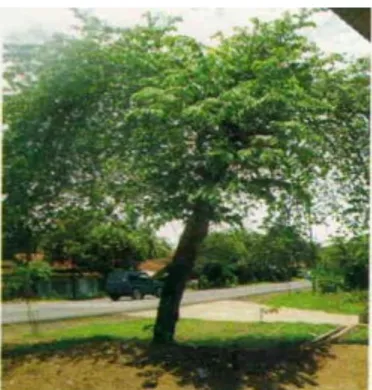 Gambar 2. 1 Pohon Kersen (Zahara, 2018)