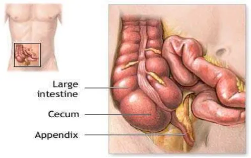 Gambar 2.1. Anatomi appendiks vermivormis (Lazaro, 2012) 