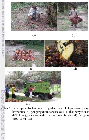 Gambar 5  Beberapa aktivitas dalam kegiatan panen kelapa sawit: pengutipan 