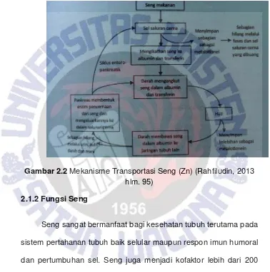 Gambar 2.2 Mekanisme Transportasi Seng (Zn) (Rahfiludin, 2013 