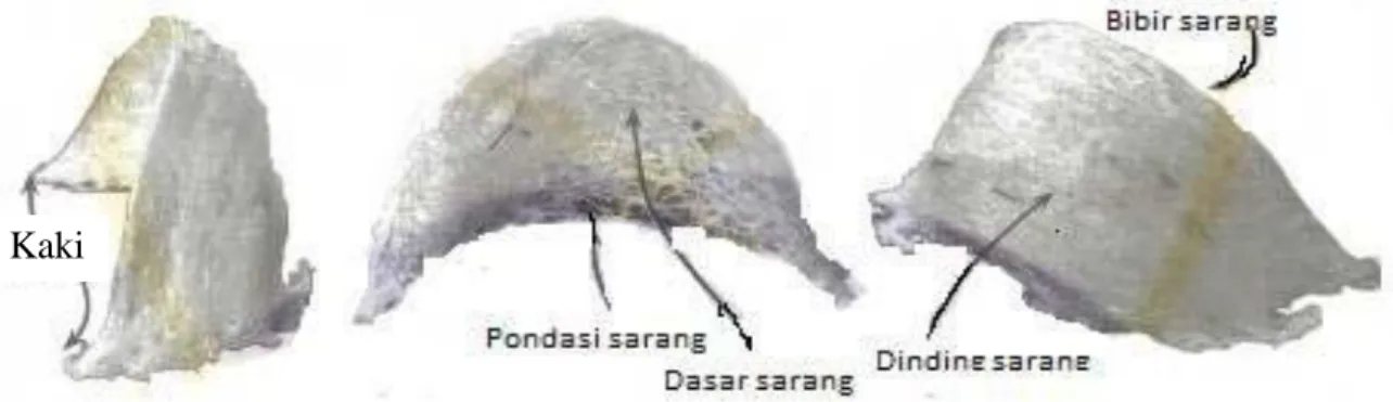 Gambar 1. Struktur sarang burung walet 