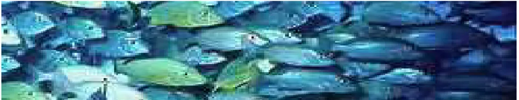 Gambar  1,  di  atas  ini  memperlihatkan  sebuah  contoh kehidupan  Segerombolan  ikan  kecil  yang  berada  di  habitatnya, baik  di  lautan  maupun  di  sungai-sungai  kecil,  yang hidup  saling bergerombolan  tanpa  ada  satupun  yang  memisahkan  diri