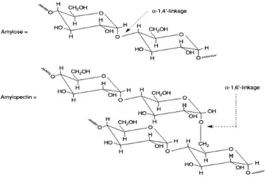 Gambar 2.1 Struktur Molekul Amilosa dan Amilopektin [40] 
