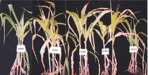 Figure 2. The root of maize that were grown under drought stress with different treatments of Azospirillum sp
