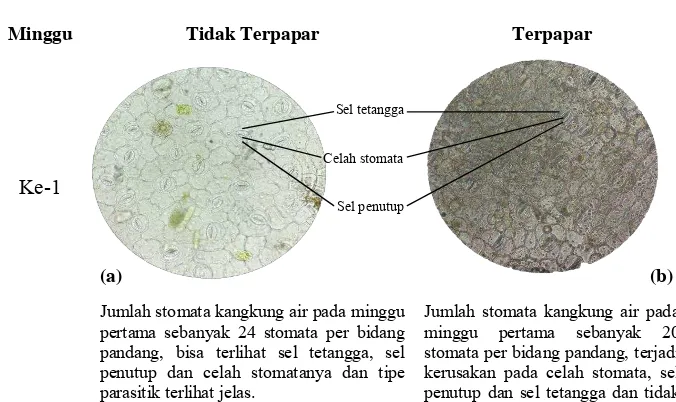 Gambar 2. Sayatan transversal permukaan bawah daun I. aquatica (a) tidak     terpapar (b) terpapar, minggu ke-2 (10 x 40)