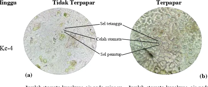 Gambar 3.  Sayatan transversal permukaan bawah daun I. aquatica (a) tidak     terpapar (b) terpapar, 