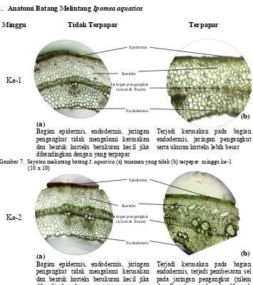 Gambar 7.  Sayatan melintang batang I. aquatica (a) tanaman yang tidak (b) terpapar  minggu ke-1  