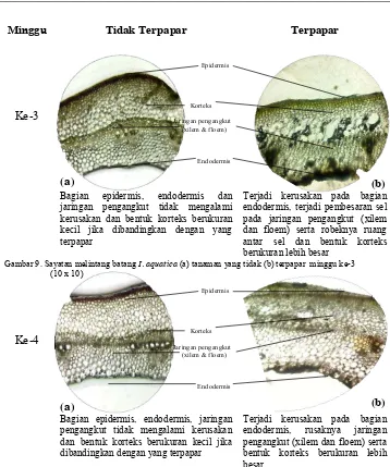 Gambar 9. Sayatan melintang batang  I. aquatica (a) tanaman yang tidak (b) terpapar  minggu ke-3 