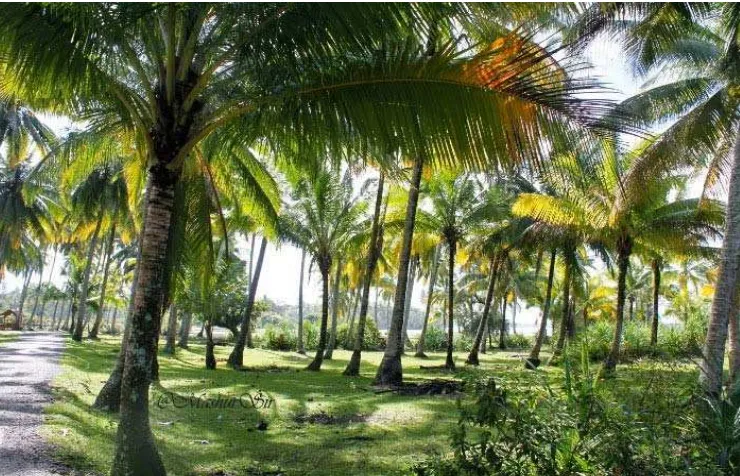 Gambar 12 karambi ‘pohon kelapa’ (dokumentasi pribadi) 
