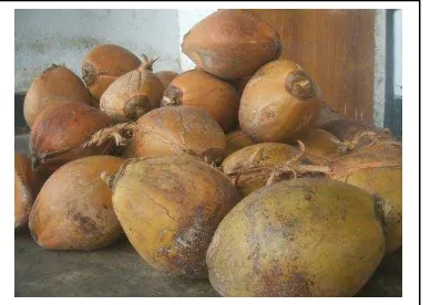Gambar 2.  Bentuk penampilan dari santan kelapa yang telah didiamkan selama 2 jam 