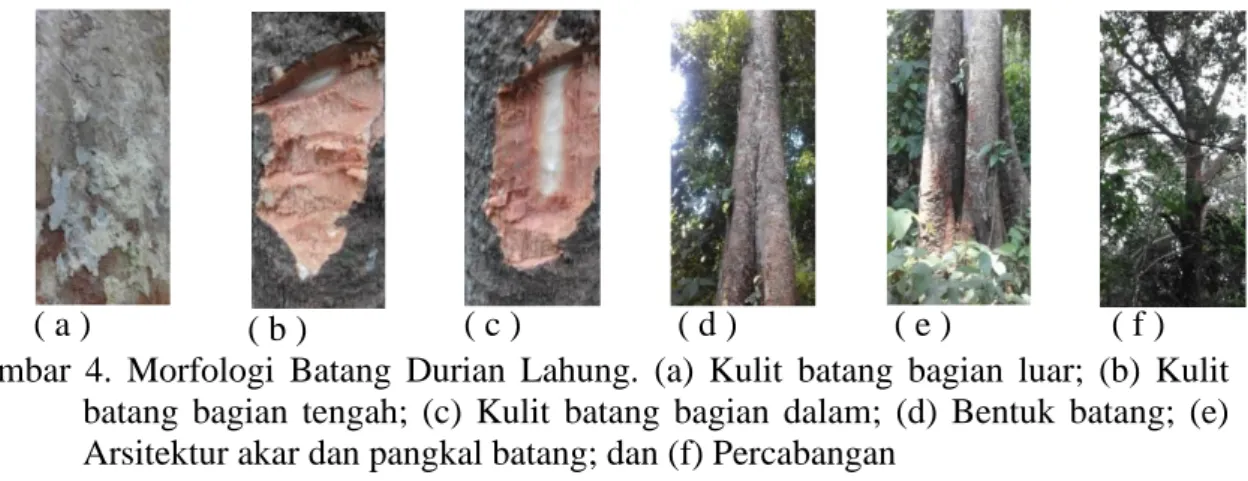 Gambar  4.  Morfologi  Batang  Durian  Lahung.  (a)  Kulit  batang  bagian  luar;  (b)  Kulit  batang  bagian  tengah;  (c)  Kulit  batang  bagian  dalam;  (d)  Bentuk  batang;  (e)  Arsitektur akar dan pangkal batang; dan (f) Percabangan 